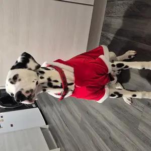 Santa coat