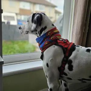 Red dog harness - Image 4