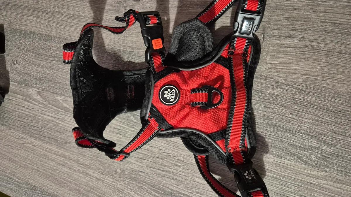 Red dog harness