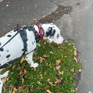 Dog harness - Image 4