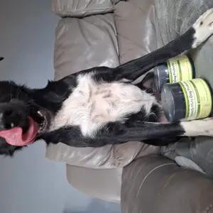 Speedy Mutz Dog Probiotic - Image 4