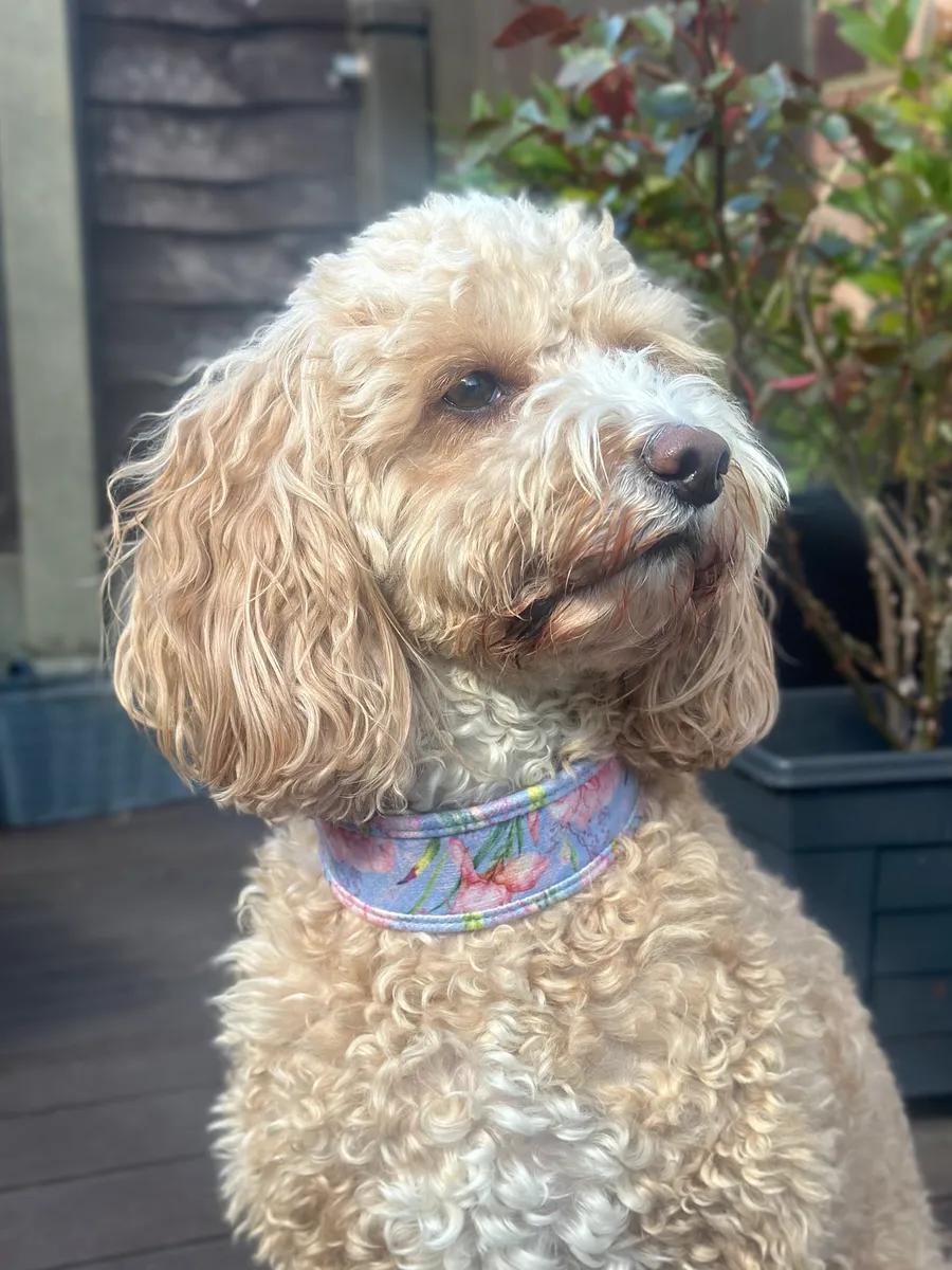 Bramble & Friends dog collar