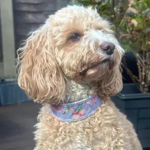 Bramble & Friends dog collar