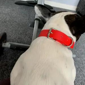 Leads and collars thumbnail 4