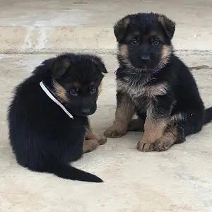 All dogs selling available all India over home del thumbnail 2