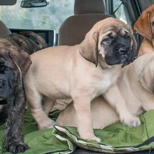 All dogs selling available all India over home del thumbnail 3