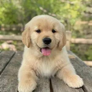 All dogs selling available all India over home del thumbnail 1