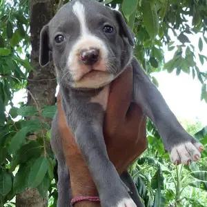 All dogs selling available all India over home del thumbnail 4