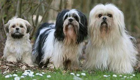 All dogs selling available all India over home del