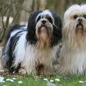 All dogs selling available all India over home del thumbnail 1