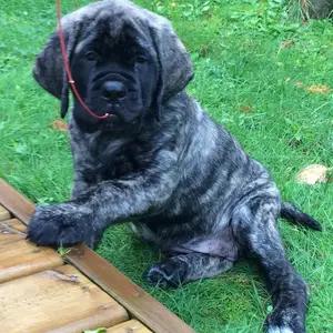 All dogs selling available all India over home del thumbnail 2