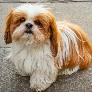 All dogs selling available all India over home del thumbnail 5