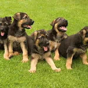 All dogs selling available all India over home del thumbnail 3