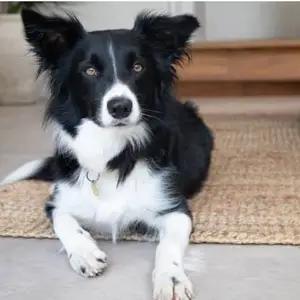 All dogs selling available all India over home del thumbnail 3