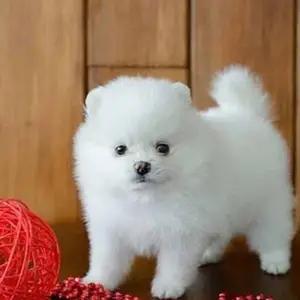 All dogs selling available all India over home del thumbnail 5