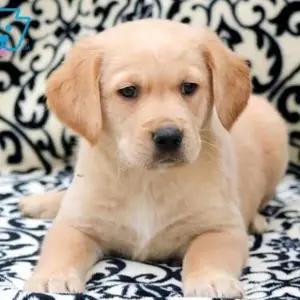 All dogs selling available all India over home del thumbnail 4