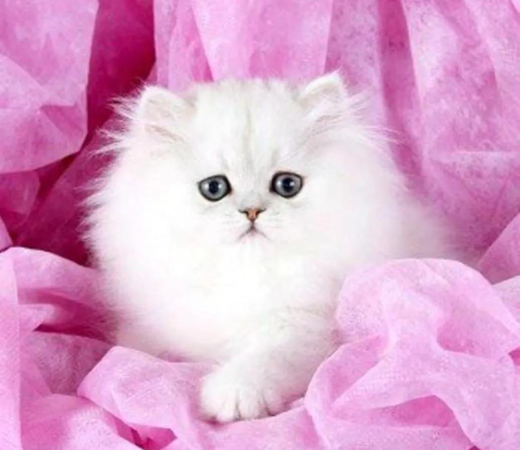 All cats selling available all India over home del