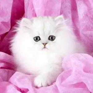 All cats selling available all India over home del thumbnail 1