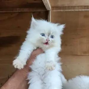 All cats selling available all India over home del thumbnail 2