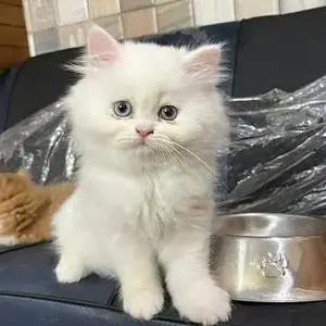 All cats selling available all India over home del thumbnail 5