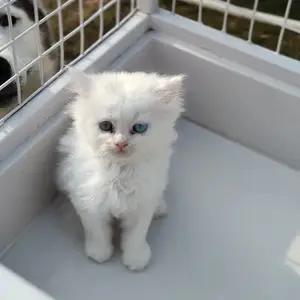 All cats selling available all India over home del thumbnail 4