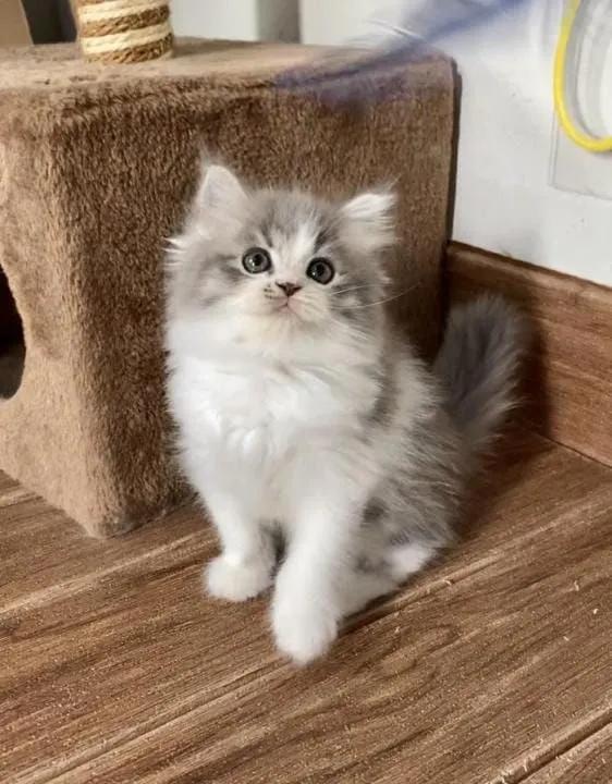 All cats selling available all India over home del