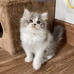 All cats selling available all India over home del