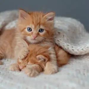 All cats selling available all India over home del thumbnail 5