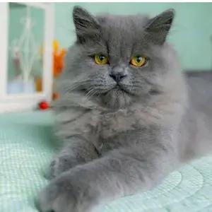 All cats selling available all India over home del thumbnail 3