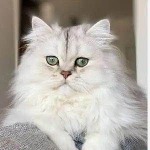 All cats selling available all India over home del thumbnail 3