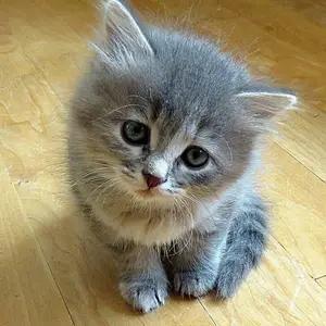 All cats selling available all India over home del thumbnail 4