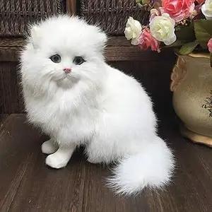 All cats selling available all India over home del thumbnail 2