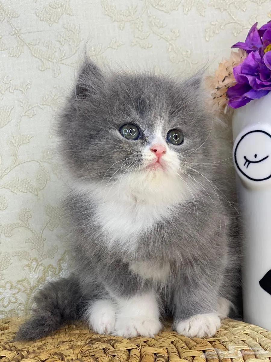 All cats selling available all India over home del