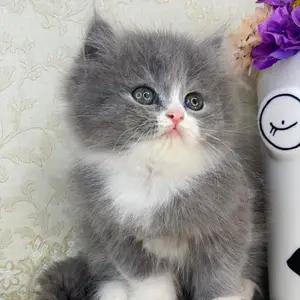 All cats selling available all India over home del