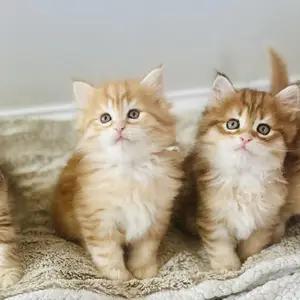 All cats selling available all India over home del thumbnail 5