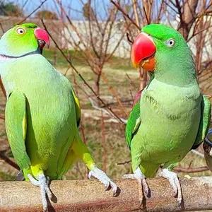 All parrots selling available all India over home thumbnail 2