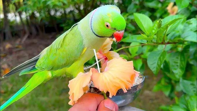 All parrots selling available all India over home