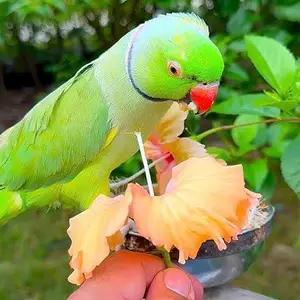 All parrots selling available all India over home