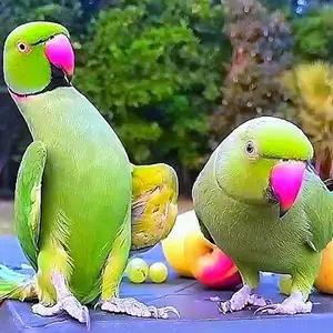 All parrots selling available all India over home thumbnail 5