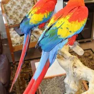 All parrots selling available all India over home thumbnail 5