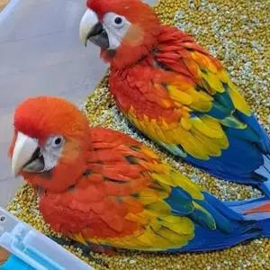 All parrots selling available all India over home thumbnail 2