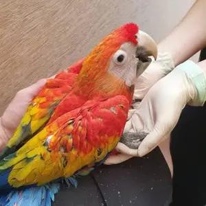 All parrots selling available all India over home thumbnail 4