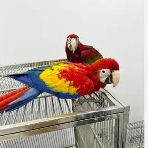 All parrots selling available all India over home