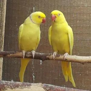 All parrots selling available all India over home thumbnail 5