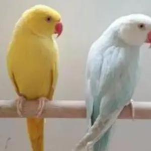 All parrots selling available all India over home thumbnail 3