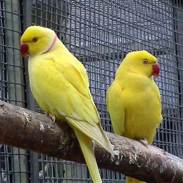 All parrots selling available all India over home