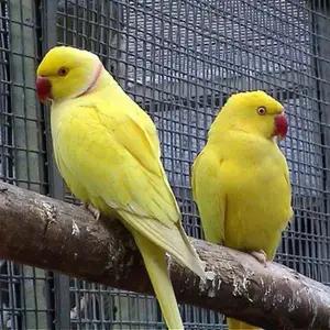 All parrots selling available all India over home