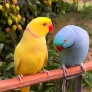 All parrots selling available all India over home thumbnail 4