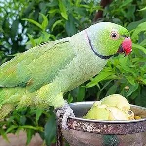 All parrots selling available all India over home thumbnail 3
