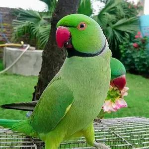 All parrots selling available all India over home thumbnail 5